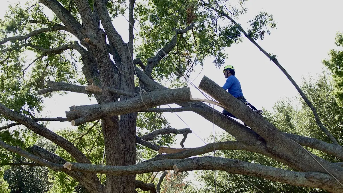 Professional Crown Thinning performed by certified arborists in Moyers