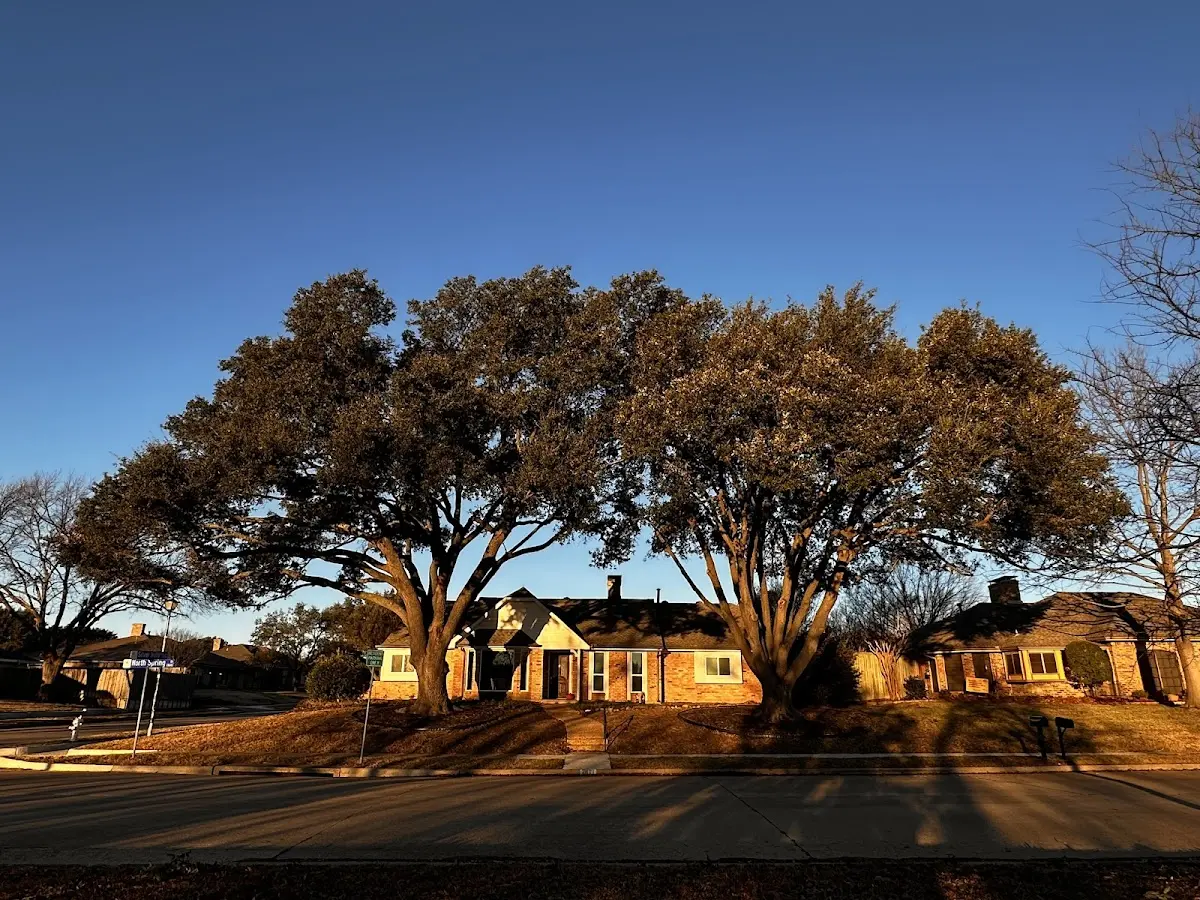 Established residential canopy tree shading a home in Moyers